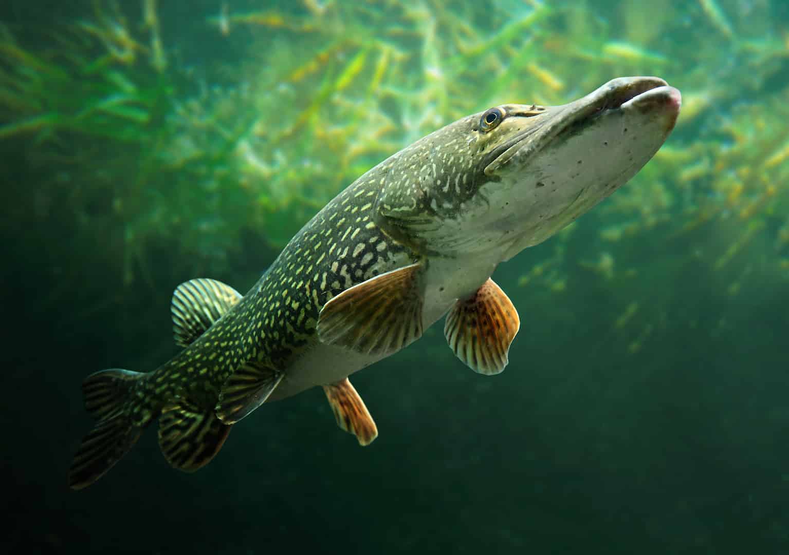 Largest Northern Pike Ever Caught in Idaho – Anglers World
