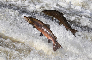 81 Rivers open for Salmon Angling in 2023