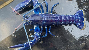 NI rare blue lobster catch a 'two million to one shot'