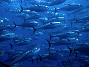Marine Minister to Seek Bluefin Tuna Quota for Ireland
