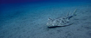 New Angelshark Action Plan