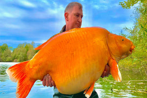 STRUCK GOLD - Enormous Goldfish Caught
