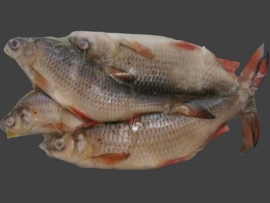 Rebel Pike Super Roach Deadbait