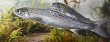 Rebel Pike Salmon Smolt-Parr Deadbait