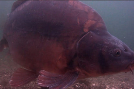You added <b><u>Korda Underwater DVD Part 7</u></b> to your cart.